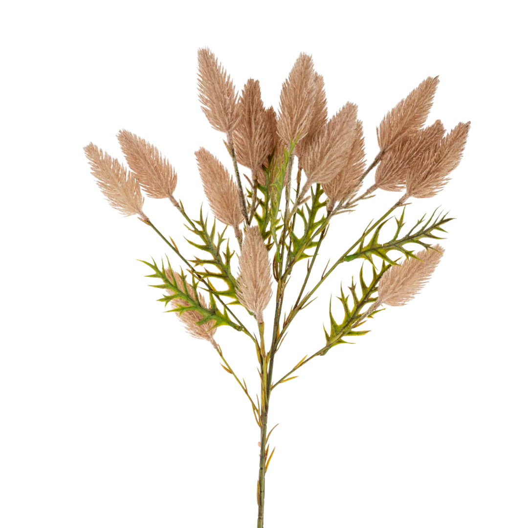 Indaba Pussytail Grass Spray – Evi Beauty